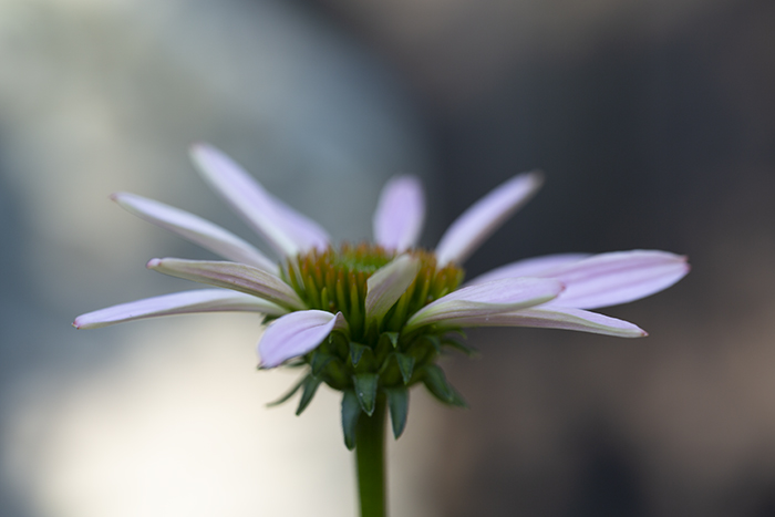 benefits of mindfulness