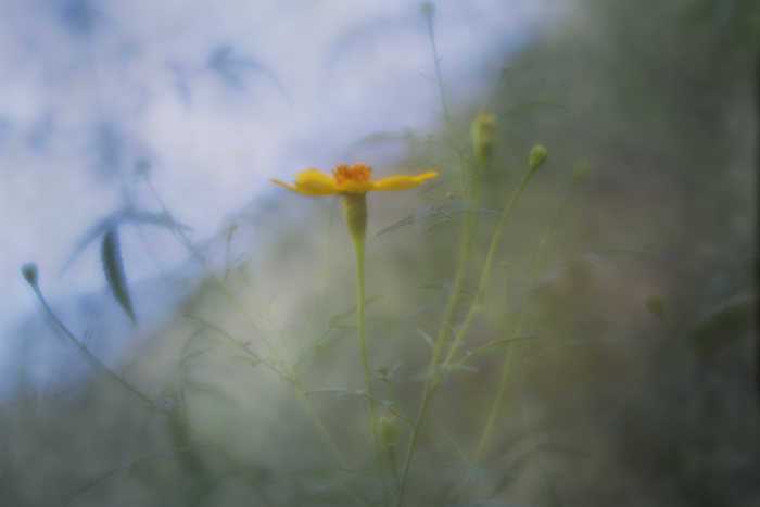 Embracing Uncertainty with Mindfulness