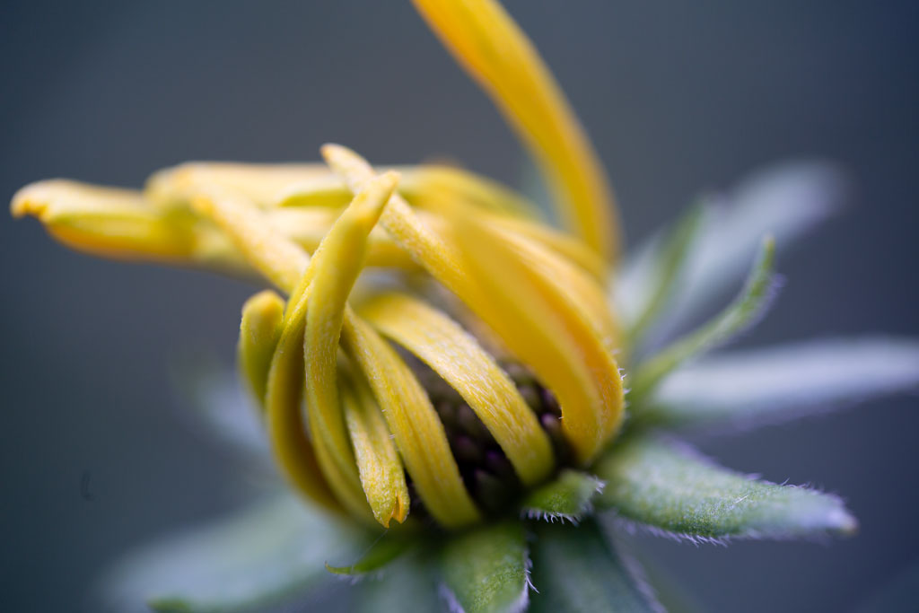 Photo of a Black eyed Susan flower beginning to open.